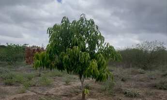 Imagem 3: TERRENO BEIRA DE RIO