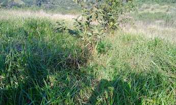 Imagem 2: Fazenda 172 alqueires rica em água negociável