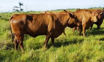 Imagem 2: FAZENDA NO MARANHÃO 11.950 HECTARES