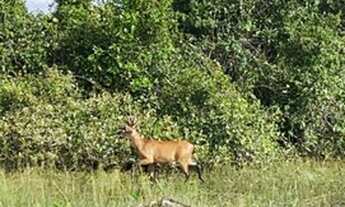 Imagem 6: Vende se uma linda fazenda em cocalinho mato grosso