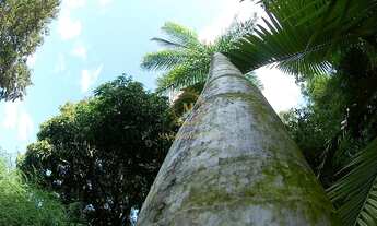 Imagem 5: Sítio Para Vender no Centro de Domingos Martins