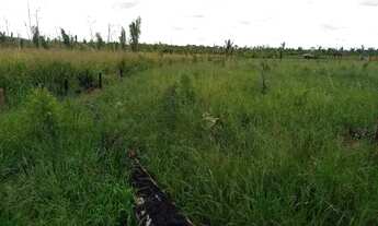 Imagem 6: VENDE-SE sítio de 84 alqueires em HUMAITÁ-AMAZONAS