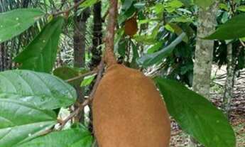 Imagem: Sítio no Janauary com Plantações, árvores