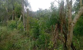 Imagem 5: Chacrinha em Mandirituba