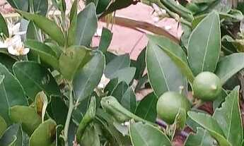 Imagem 6: Baixei para vender logo