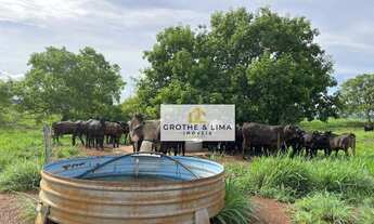Imagem 6: Vendo fazenda de dupla aptidão à venda no município de Monte do Carmo/TO