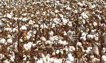 Imagem 7: Imóvel para venda possui 244330000 metros quadrados em Alto da Colina - Nova Mutum - MT