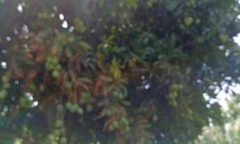 Imagem: Sítio porteira fechada