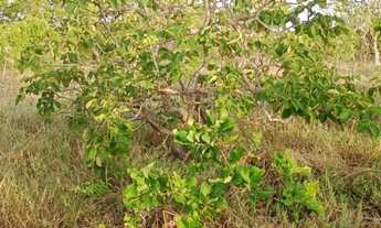 Imagem 2: Alugo 7000m para empresa de placa solar ... município de curvelo