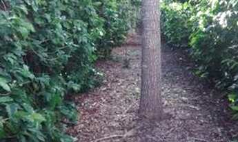 Imagem 3: Fazenda Campo Alegre com 129 ha, em Piatã-Bahia, Chapada Diamantina