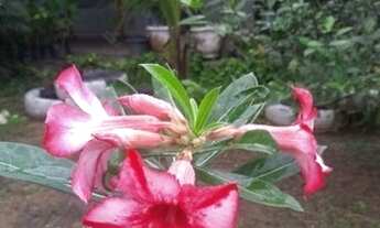 Imagem 3: Chácara Paraíso Tropical 80 x 60