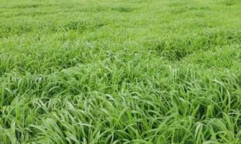 Imagem 7: FAZENDA 5000 Hectares em Palmas TO