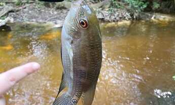 Imagem 3: Vendo um lindo sítio com casa na beira do Igarape!