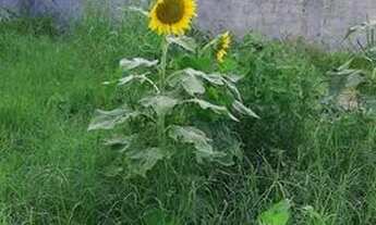 Imagem 4: Ótimo terreno no condomínio Residencial Rio da Prata