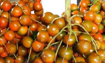 Imagem 6: Sítio no Janauary com Plantações, árvores frutíferas e lago privativo