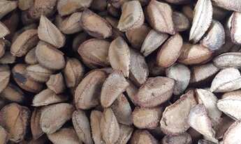 Imagem 3: Sítio no Janauary com Plantações, árvores frutíferas e lago privativo