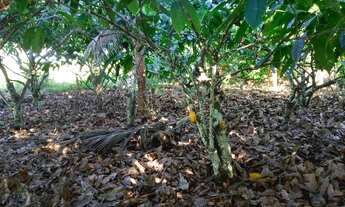 Imagem 2: Vendo excelente sítio em jaguaripe