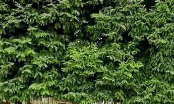 Imagem 3: Casa em Amambai Campo Grande/MS