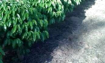 Imagem 4: Fazenda Campo Alegre com 129 ha, em Piatã-Bahia, Chapada Diamantina