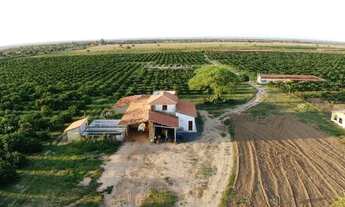 Imagem 7: Fazenda de Laranja