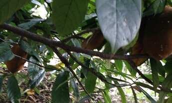 Imagem 3: Venda Chacara Chácara com venda por R$480.000