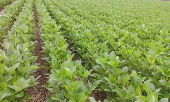 Imagem 4: Fazenda para arrendamento vale do Araguaia ou venda