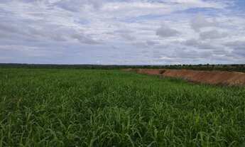 Imagem 6: Fazenda para arrendamento vale do Araguaia ou venda