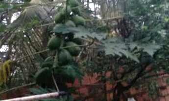 Imagem 5: Vende-se 2 casas