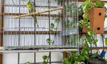 Imagem 4: LINDO APARTAMENTO 3/4 EM LAGOA NOVA OPORTUNIDADE