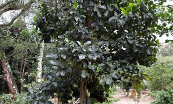 Imagem 6: VENDE SE OU TROCA ESSE SÍTIO EM CAJURU SÃO PAULO