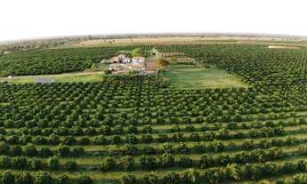 Imagem 2: Fazenda de Laranja