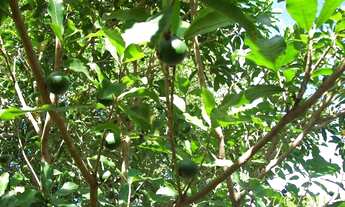 Imagem 7: Venda Chacara Chácara com venda por R$480.000