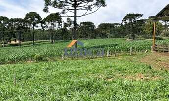 Imagem: CHÁCARA EM CAMPO ALEGRE/SC