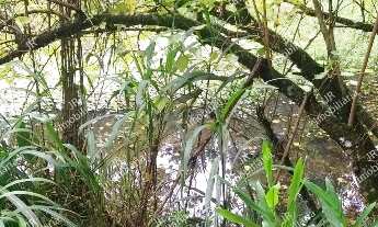 Imagem 6: Excelente Chácara