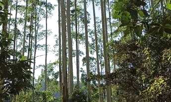 Imagem 3: Roça de eucalipto. 7 mil quadrados de madeira