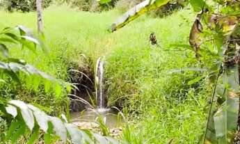 Imagem 4: Vendo chácara com bastante agua 110 mil em domingos Martins