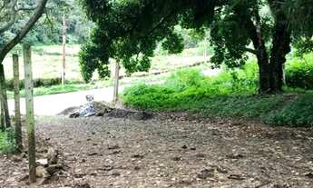 Imagem 1: Lotes Na Serra A 2Km Do Centro Do Pacoti E 07 De Guaramiranga Vem Para Esse Paraiso. n°:0