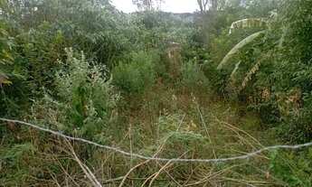 Imagem 6: Chacrinha em Mandirituba