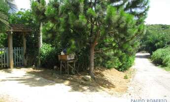 Imagem 4: AREA - LARANJA AZEDA - SP