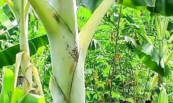 Imagem 3: Sitio vicinal 21 Municipio cantá