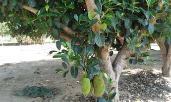 Imagem 6: Chácara em Corumbá IV - Mini Chácaras do Lago