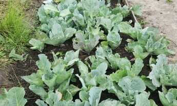 Imagem 2: Sítio Casa com 1 dormitório