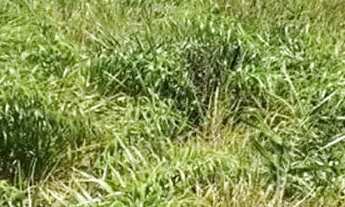 Imagem: Excelente lote murado totalmente lega a