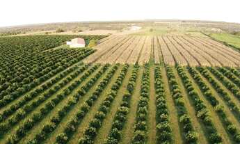 Imagem 3: Fazenda de Laranja