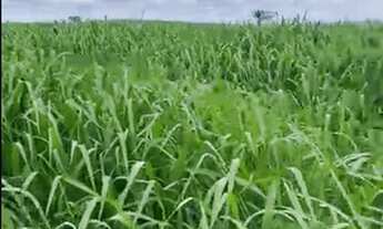 Imagem 7: Fazenda 325 Alqueires Região de Marabá/PA