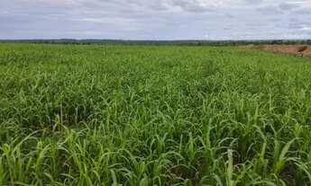 Imagem 5: Fazenda para arrendamento vale do Araguaia ou venda