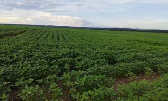 Imagem 2: Fazenda para arrendamento vale do Araguaia ou venda