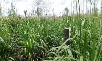 Imagem 4: VENDE-SE sítio de 84 alqueires em HUMAITÁ-AMAZONAS