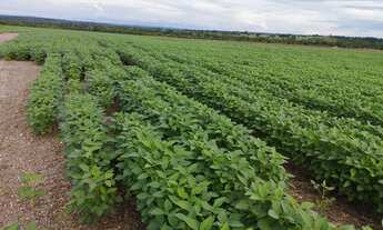 Imagem: Fazenda para arrendamento vale do Araguaia