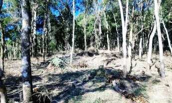 Imagem 2: Excelente Chácara Sem Benfeitorias